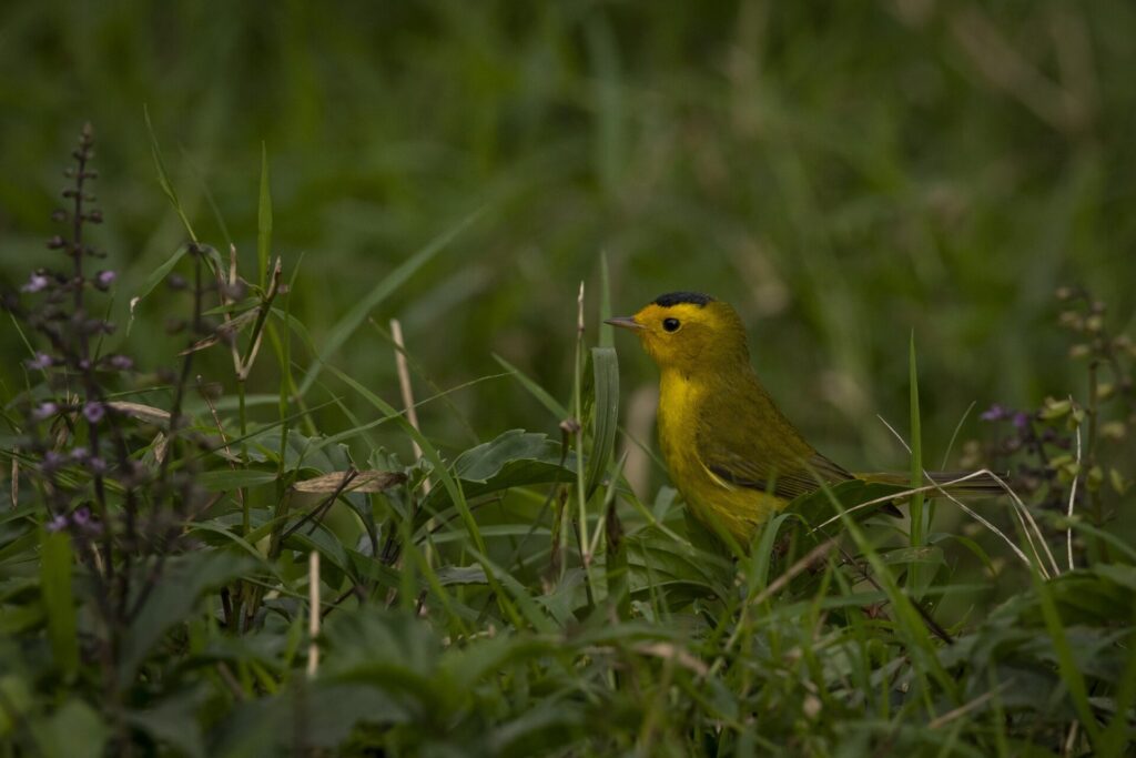 Chipe Corona Negra (Cardellina pusilla). Cortesía: Alberto Lobato