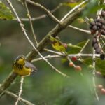 Reinita canadiense​ (Cardellina canadensis) Cortesía: Alberto Lobato