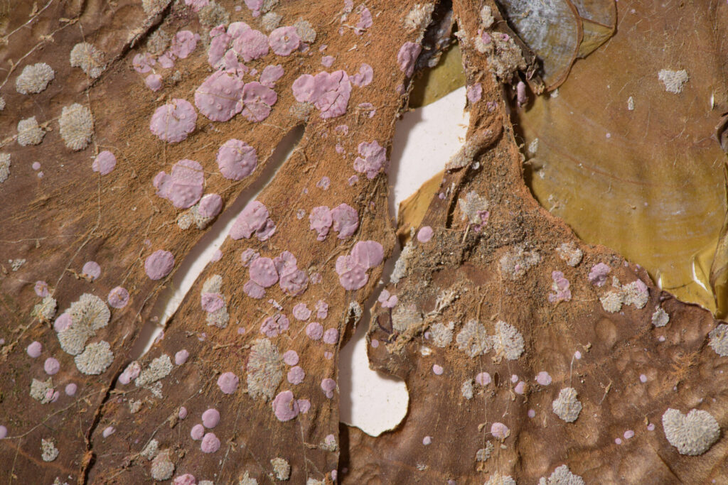 Alga de Juan Fernandez, Padina fernandeziana pertenece a la coleccion del Herbario del MNHN identificada por Maria Eliana Ramirez. Fotografia-digitalización Felipe Infante. Créditos: Javiera Gutierrez A.