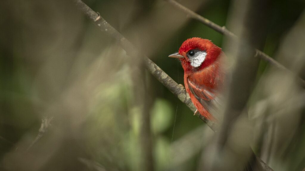 Chipe rojo (Cardellina rubra) Cortesía: Alberto Lobato