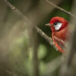 Chipe rojo (Cardellina rubra) Cortesía: Alberto Lobato