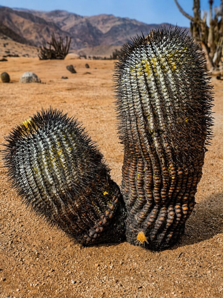 Créditos: Cortesía equipo XPP Copiapoa.