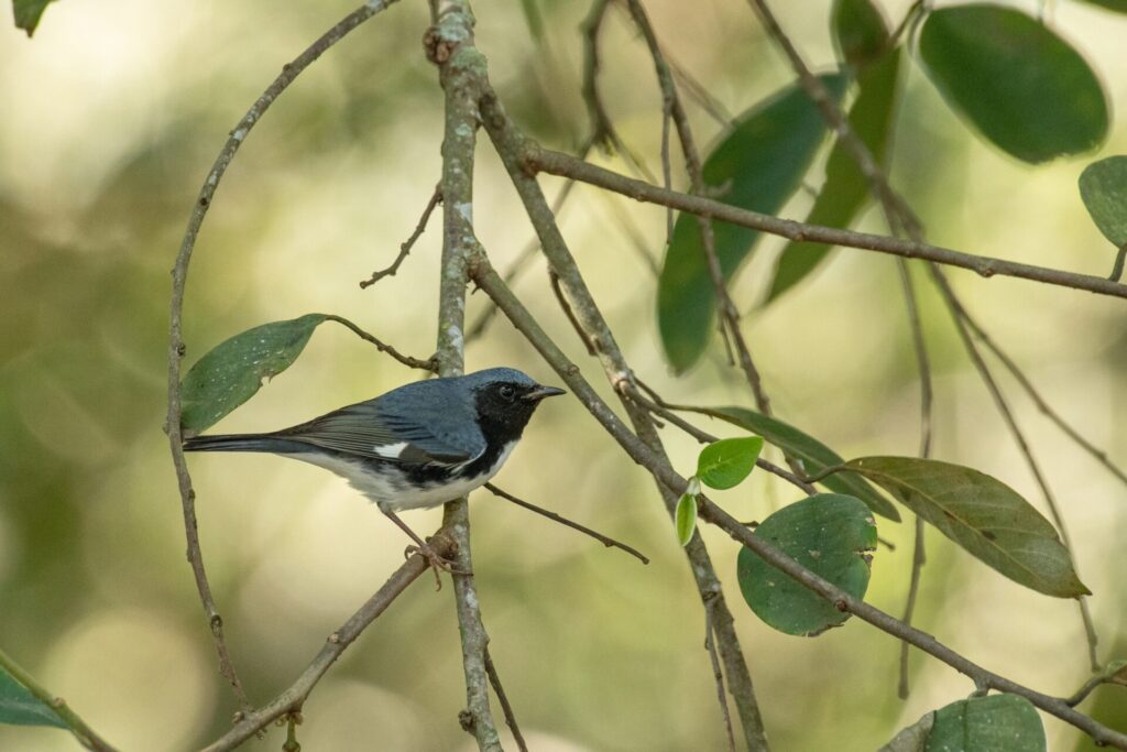 Chipe azulnegro (Setophaga caerulescens) Cortesía: Alberto Lobato