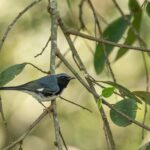 Chipe azulnegro (Setophaga caerulescens) Cortesía: Alberto Lobato
