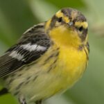 Reinita gorjinaranja​ (Setophaga fusca) Cortesía: Alberto Lobato