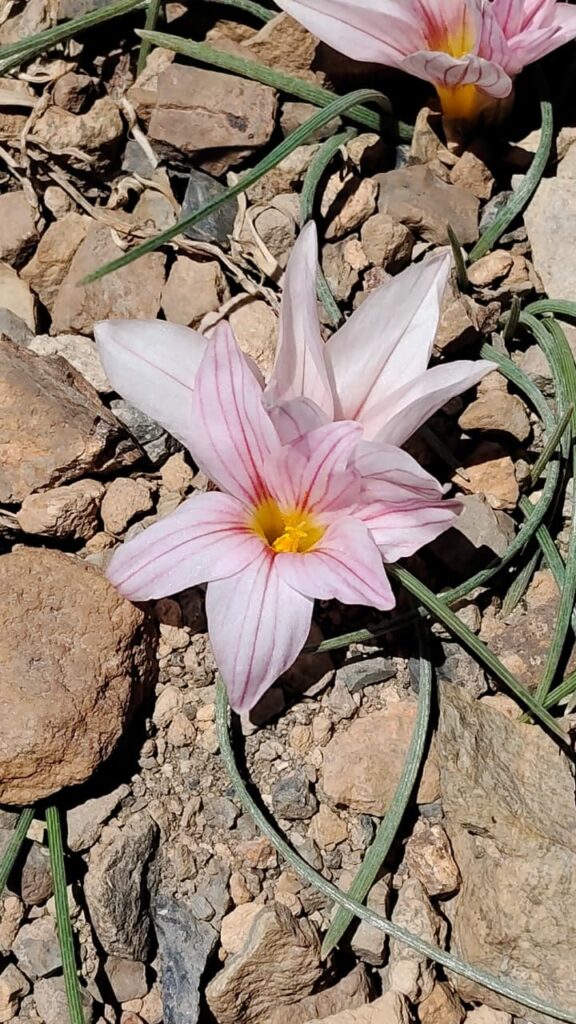 Olsynium bodenbenderi. Alto Maule, Región del Maule. Créditos: ©Bárbara Meneses