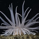 anémona blanca o anémona rayada (Anthothoe chilensis). Créditos: © Mauricio Altamirano @mauricio.altamiranoo @chomesub_expediciones