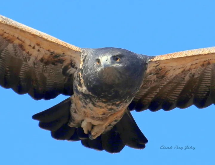 Águila. Créditos: cortesía de Eduardo Pavez