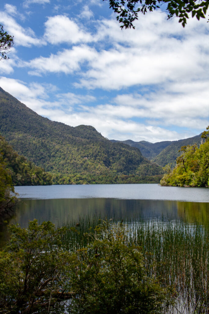 Parque Nacional Alerce Andino. Créditos (CC-BY): Adolfo Molina.