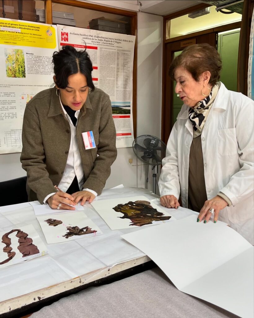 Maria Eliana Ramirez en el MNHN, con Algas de Archivo de las Algas (ADLA) incluidas en la colección permanente en el Herbario del MNHN. Créditos: MNHN, cortesía de: Javiera Gutierrez A.