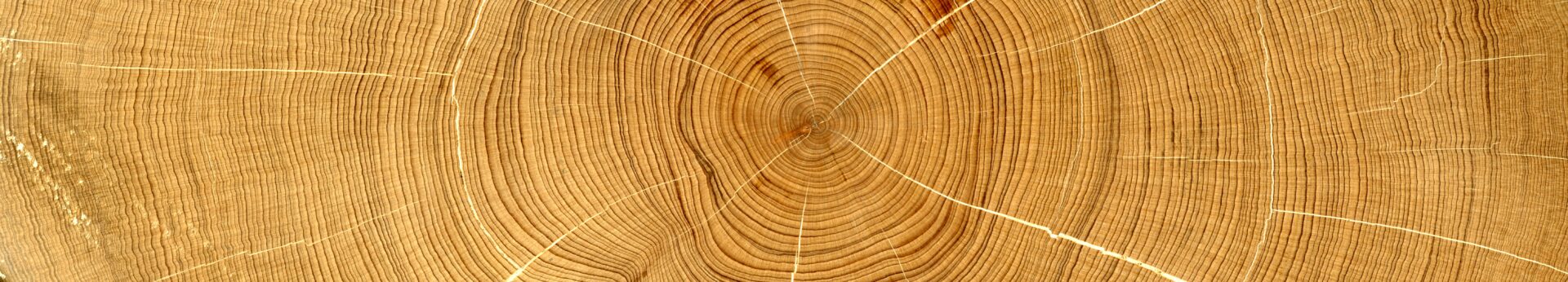 Los árboles podrían recordar el reciente sistema frontal: la ciencia los estudia para reconstruir la historia climática en Chile