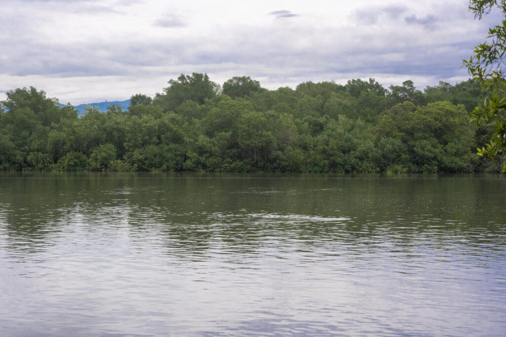 Manglar del Estero de Puntarenas, visto desde la ciudad del mismo nombre. Créditos: Nina Cordero.