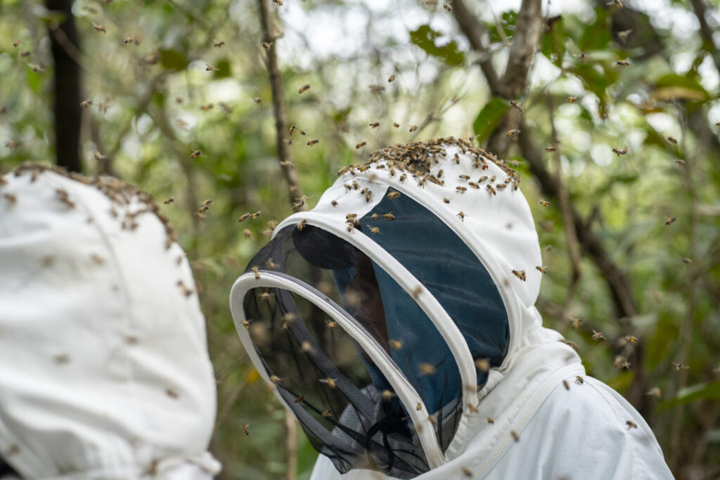 Iraselma López rodeada de abejas durante la cosecha de miel. Créditos: Nina Cordero.