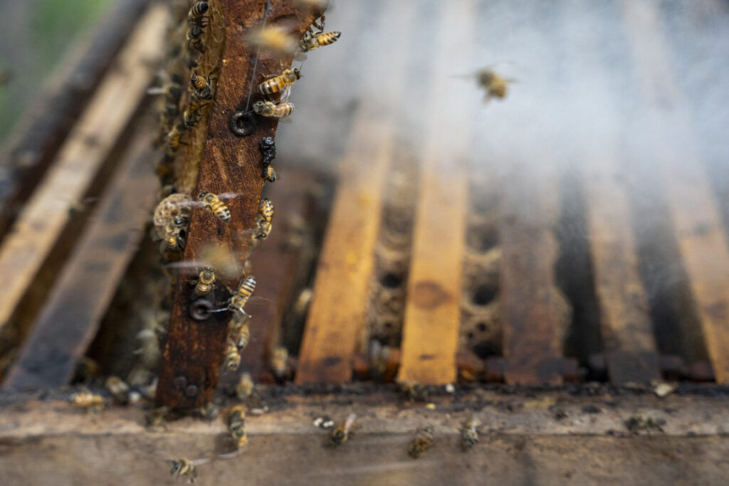 Este es un marco con crías, por lo que no es apto para la extracción de miel. Debe permanecer dentro de la colmena para asegurar el desarrollo de las abejas. Créditos: Nina Cordero.
 