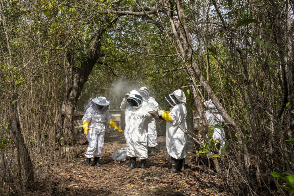 Tras finalizar la inspección, los miembros de Apimangle se someten a una ronda de humo para ahuyentar a las abejas y estas no los sigan. Créditos: Nina Córdero.