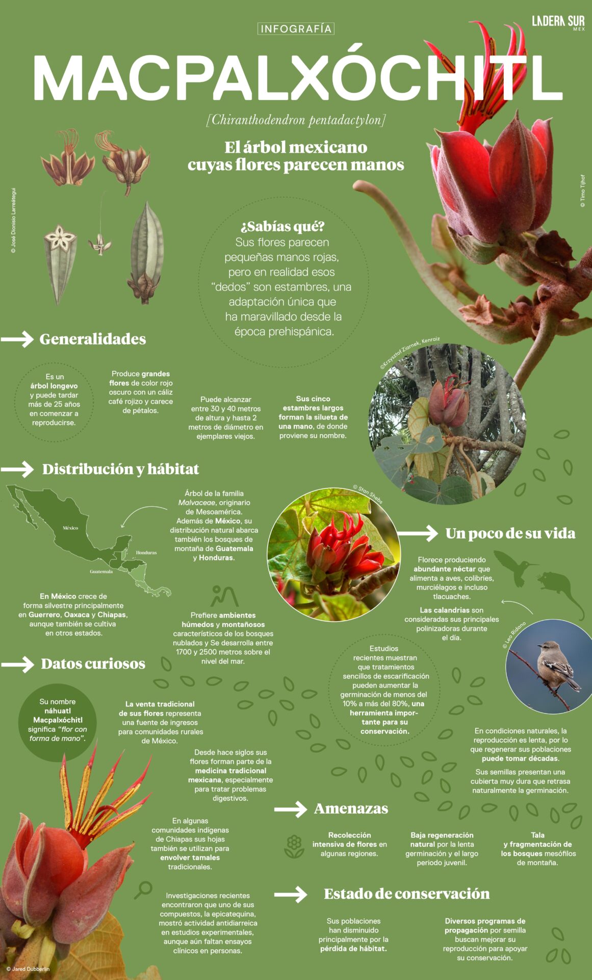 Macpalxóchitl: el árbol mexicano cuyas flores parecen manos