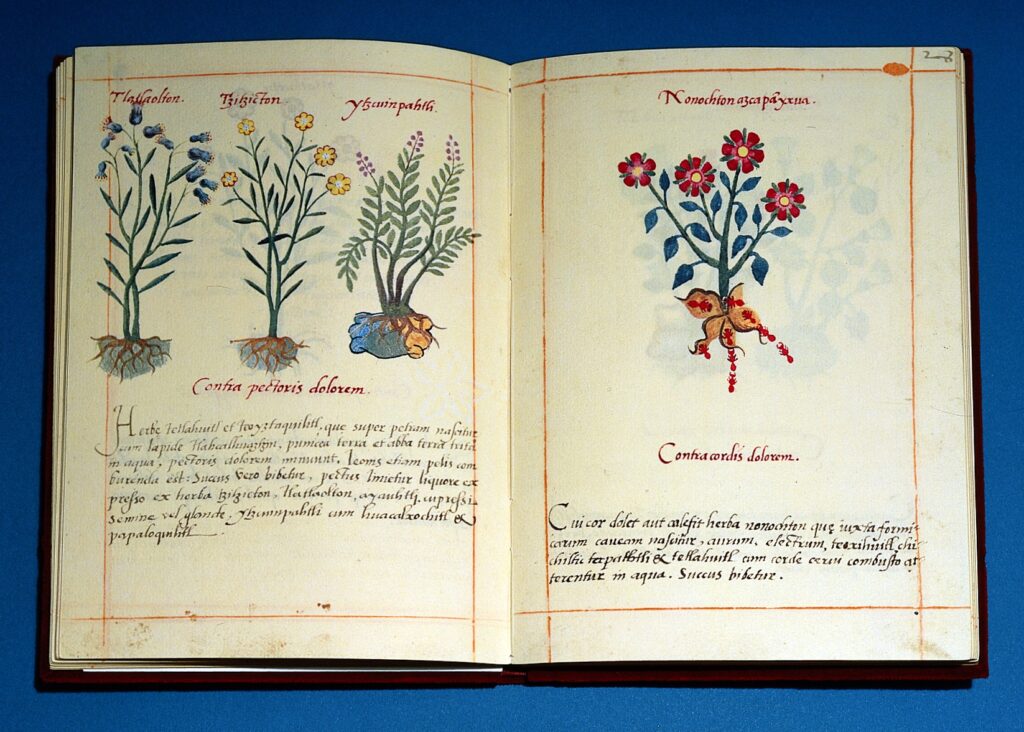 Códice de la Cruz-Badiano. El manuscrito explica métodos de curación médica mediante el uso de la herbolaria indígena conocida hasta la primera mitad del siglo XVI. Créditos: Wellcome Collection gallery, Wikimedia Commons