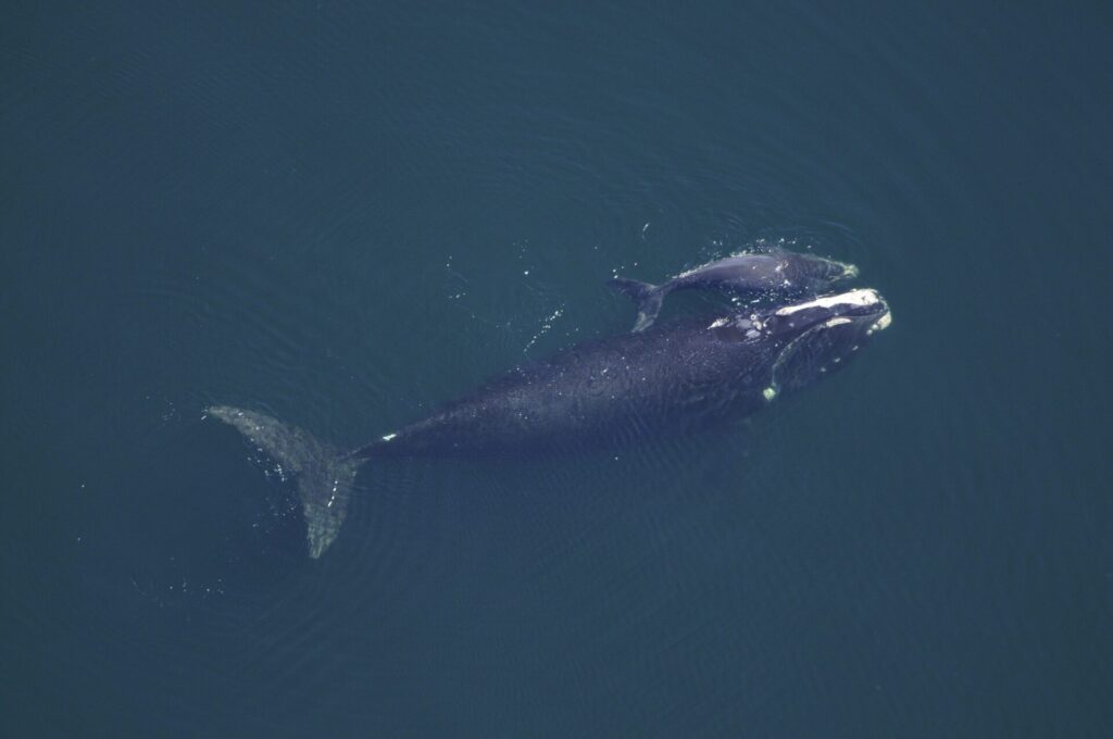 Ballena referencial. Créditos: cortesía de CIAHN Atacama.