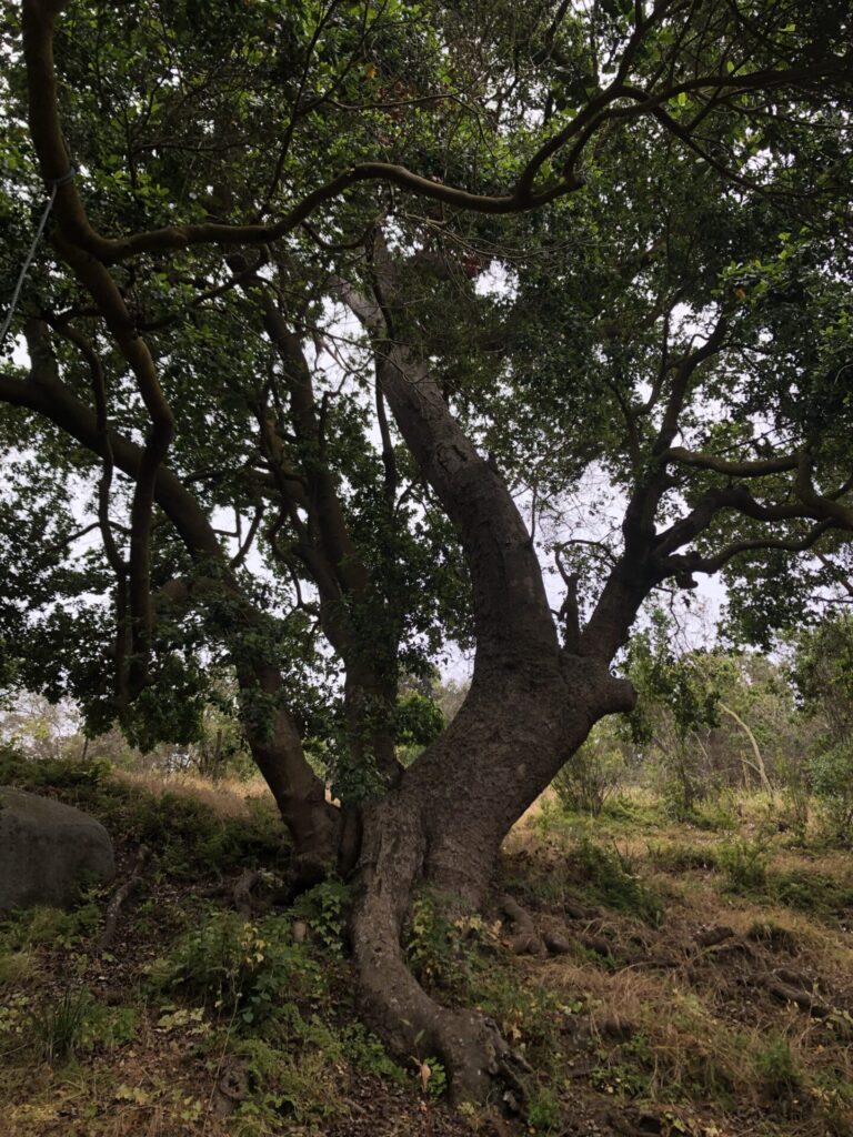 Beilschmiedia miersii (belloto del norte). Créditos: Isadora Schneider.