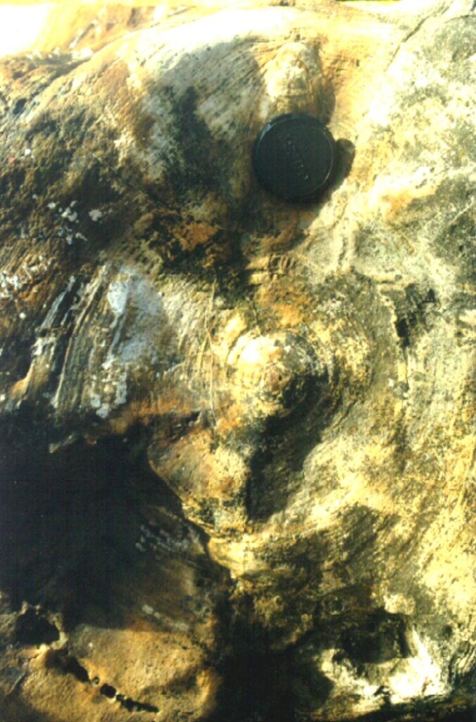Anillos de crecimiento de Araucarioxylon del Cretácico superior de Las Chinas. Créditos (CC-BY): Marcelo Leppe.