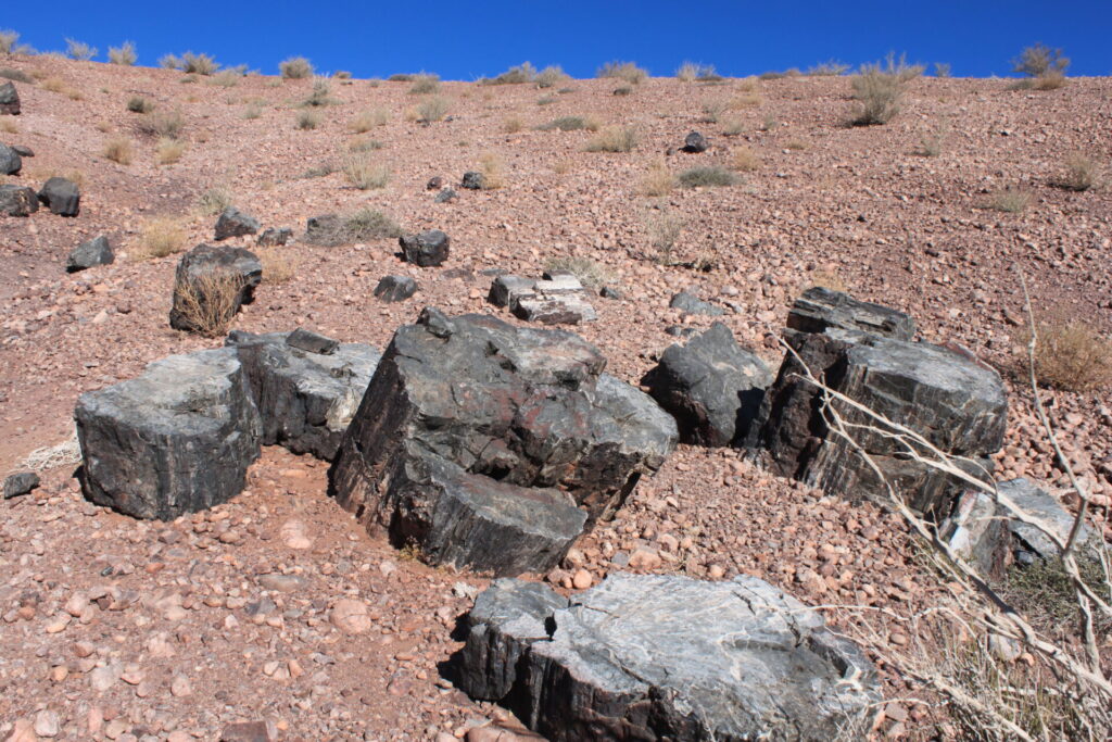 Bosque Petrificado de Darwin, valle de Copiapó. Créditos (CC-BY): Philippe Moisan Tapia.