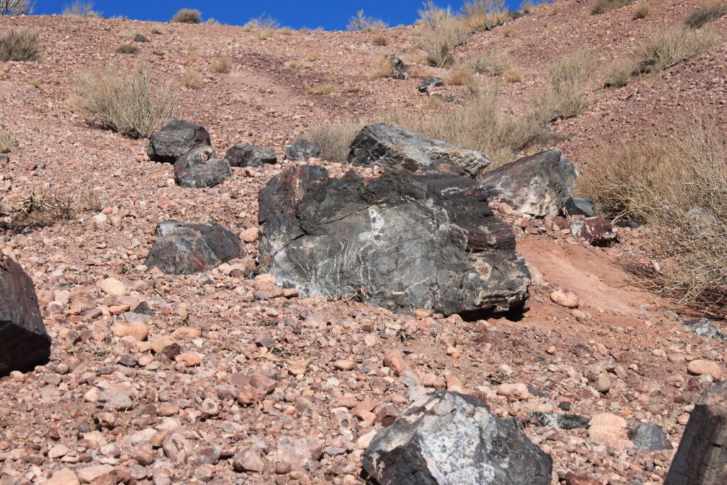 Bosque Petrificado de Darwin, valle de Copiapó. Créditos (CC-BY): Philippe Moisan Tapia.