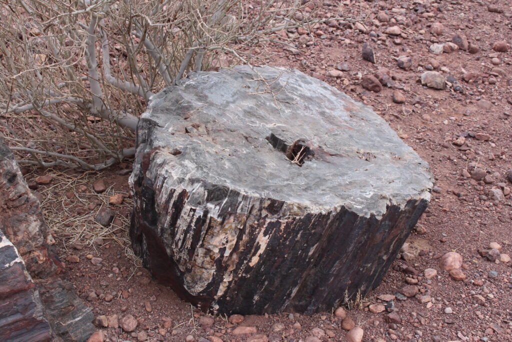 Bosque Petrificado de Darwin, valle de Copiapó. Créditos (CC-BY): Philippe Moisan Tapia.