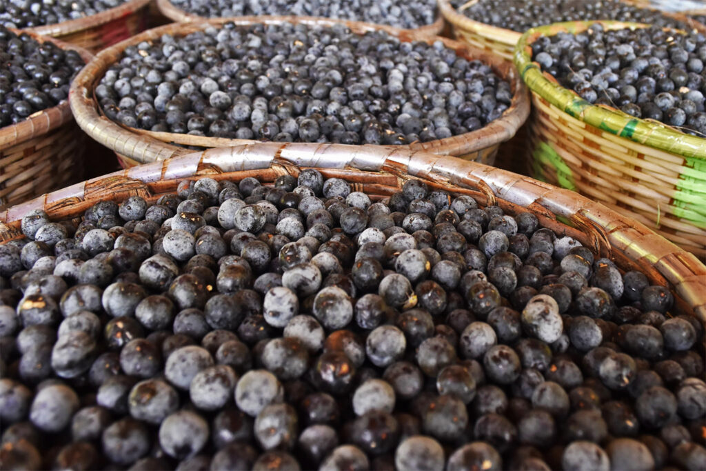 Canastos de açaí listos para la venta después de la cosecha. Créditos: cortesía Raphael Nunes