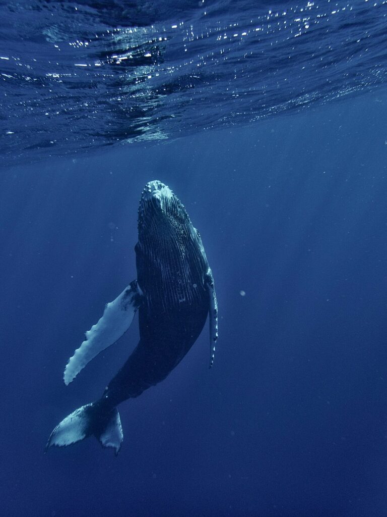 Ballena jorobada (Megaptera novaeangliae). La especie se caracteriza por sus largas aletas pectorales y su cabeza nudosa. Créditos: Chinh Le Duc