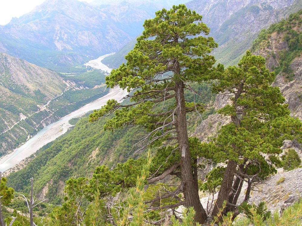 Ciprés de cordillera (Austrocedrus chilensis) en el valle del río Cipreses. Créditos: Carlos LeQuesne