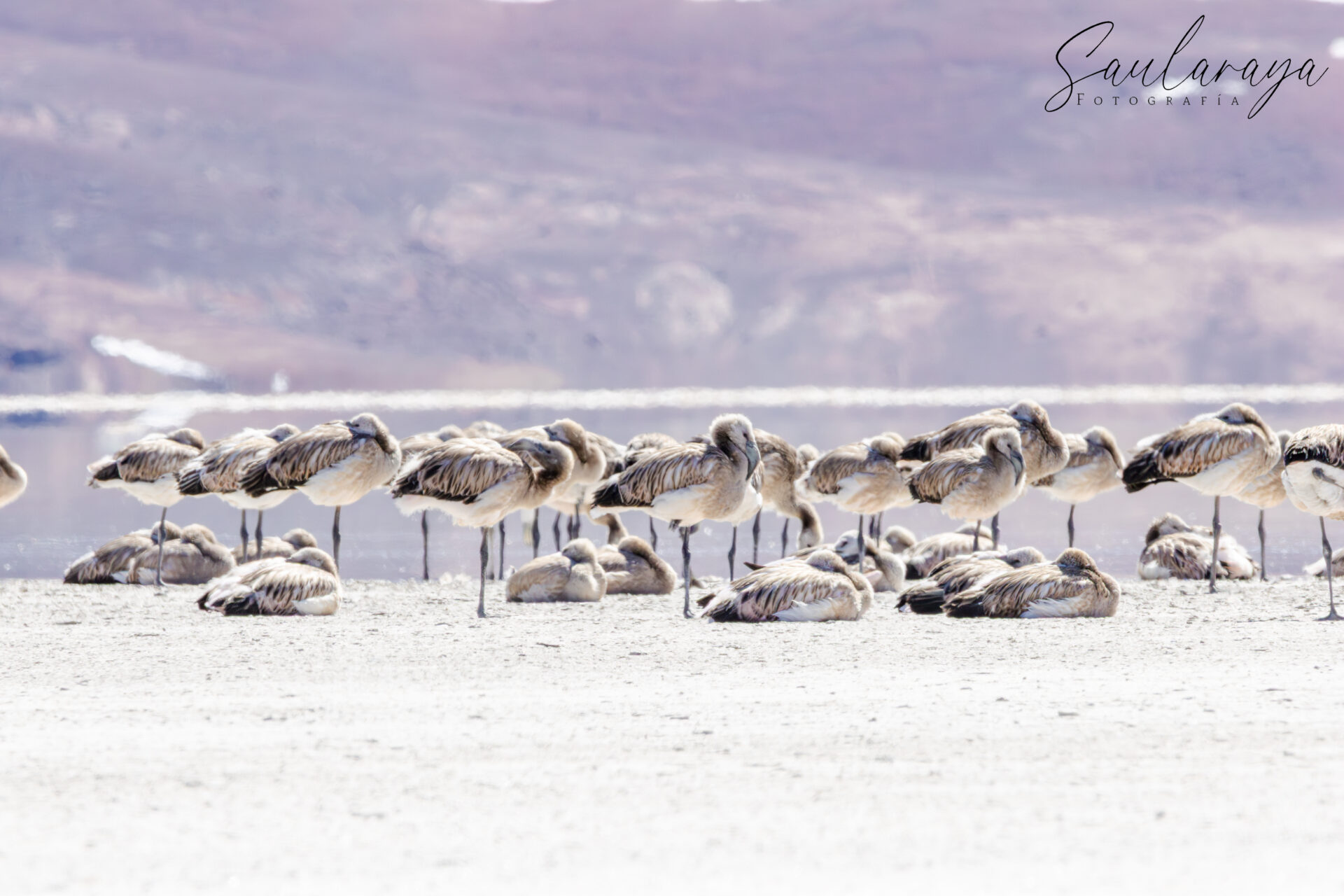 ¡Éxito reproductivo! Por primera vez, registran cerca de mil volantones de flamenco andino, el más amenazado del mundo, en el Salar de Maricunga