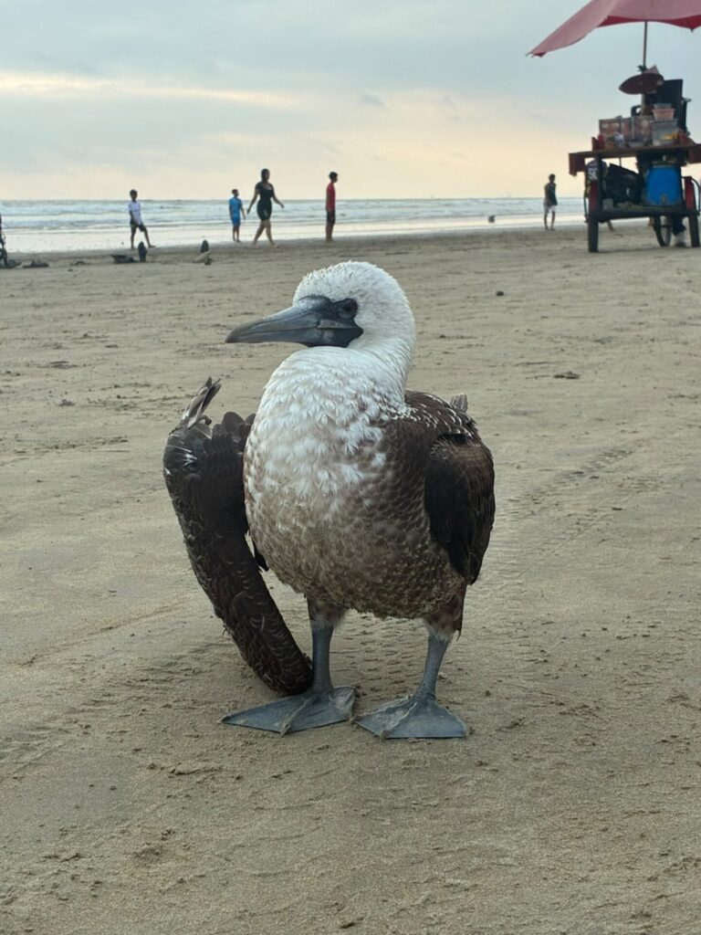 Un piquero de patas azules con el ala rota en una playa turística en Ecuador. Créditos: cortesía Nicole Aguirre