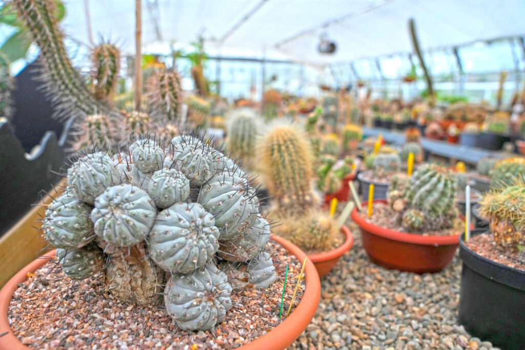 Créditos: Chester Zoo, cortesía equipo XPP Copiapoa.