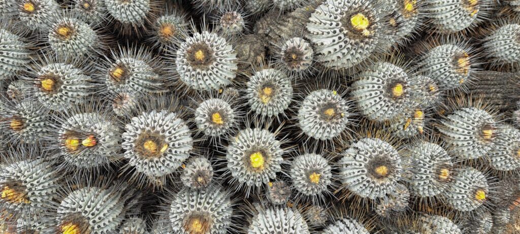 Créditos: Chester Zoo, cortesía equipo XPP Copiapoa.