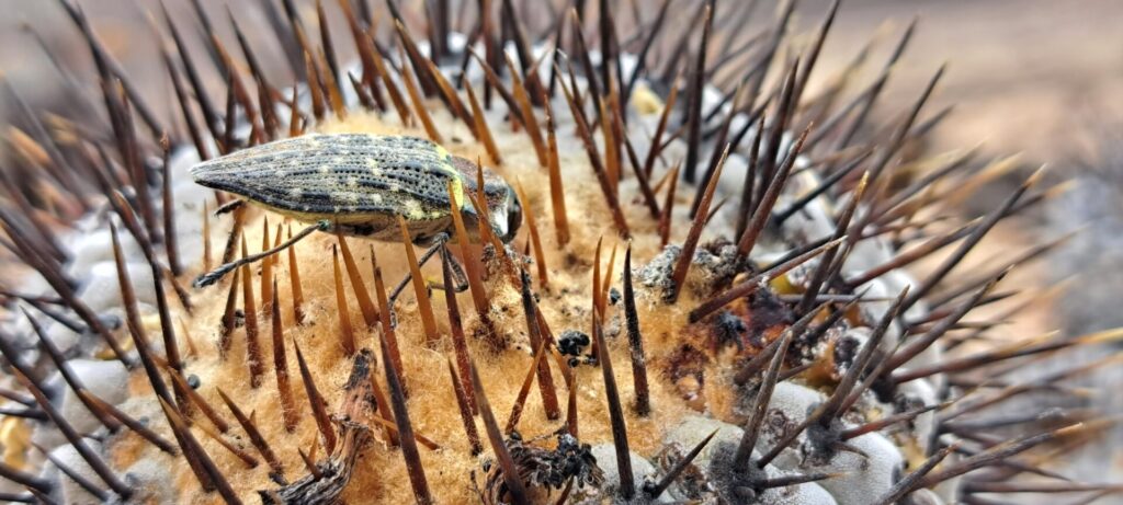 Créditos: Chester Zoo, cortesía de  equipo XPP Copiapoa.