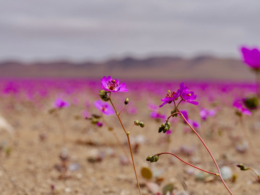 Parque Nacional Desierto Florido. Créditos (CC-BY): Paula Lecaros
