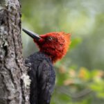 Parque Nacional Siete Tazas , Paseo Salto la Leona. Créditos: (CC-BY) Paula Lecaros