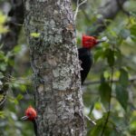 Parque Nacional Siete Tazas , Paseo Salto la Leona. Créditos: (CC-BY) Paula Lecaros