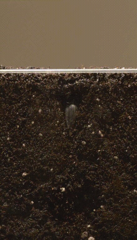 Germinación y crecimiento de una planta. Créditos: Naturenow, Wikimedia Commons