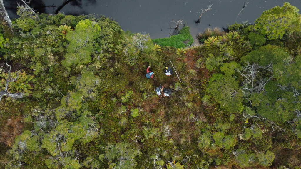 Turberas de Cabo Froward almacenan hasta 3 veces más carbono que los bosques del sector. Créditos (CC-BY): Diego Nahuel Diaz.
