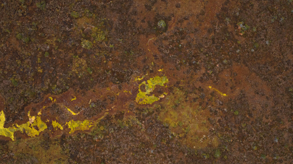 Turberas de Cabo Froward almacenan hasta 3 veces más carbono que los bosques del sector. Créditos (CC-BY): Diego Nahuel Diaz.
