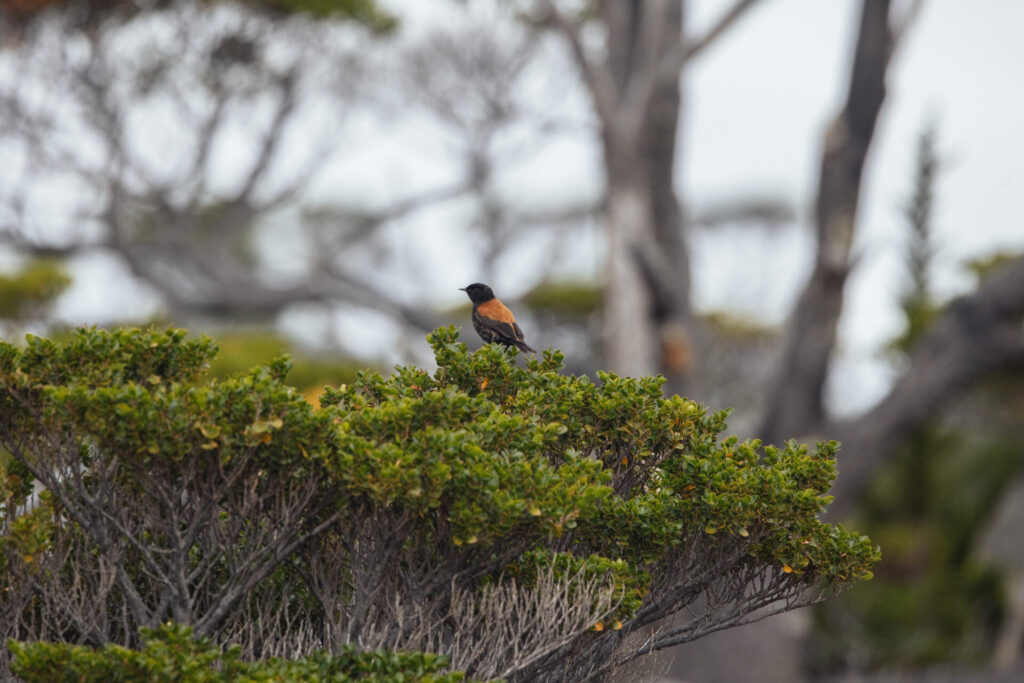 Turberas de Cabo Froward almacenan hasta 3 veces más carbono que los bosques del sector. Créditos (CC-BY): Diego Nahuel Diaz.