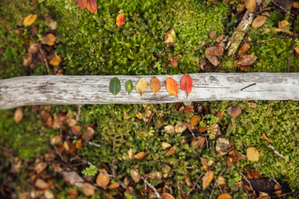 Turberas de Cabo Froward almacenan hasta 3 veces más carbono que los bosques del sector. Créditos (CC-BY): Diego Nahuel Diaz.