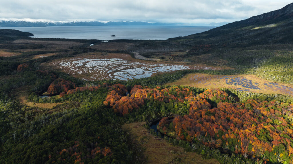 Turberas de Cabo Froward almacenan hasta 3 veces más carbono que los bosques del sector. Créditos (CC-BY): Diego Nahuel Diaz.