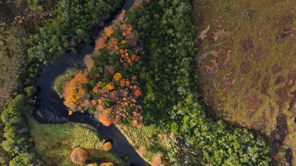 Turberas de Cabo Froward almacenan hasta 3 veces más carbono que los bosques del sector. Créditos (CC-BY): Diego Nahuel Diaz.