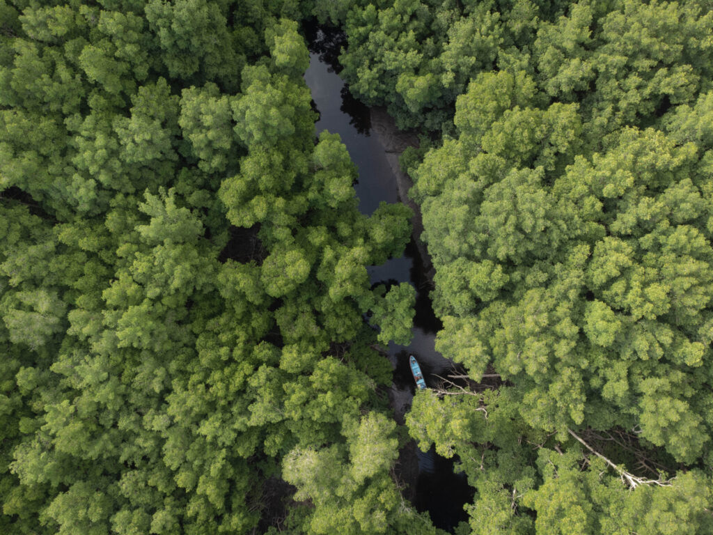 En la Barra de Santiago se registran seis especies de manglar. El mangle rojo (Rhizophora mangle), que florece entre junio y octubre de cada año, es el más abundante y del que las abejas extraen la mayor cantidad de néctar para la miel. Créditos: Jorge Rodríguez.
