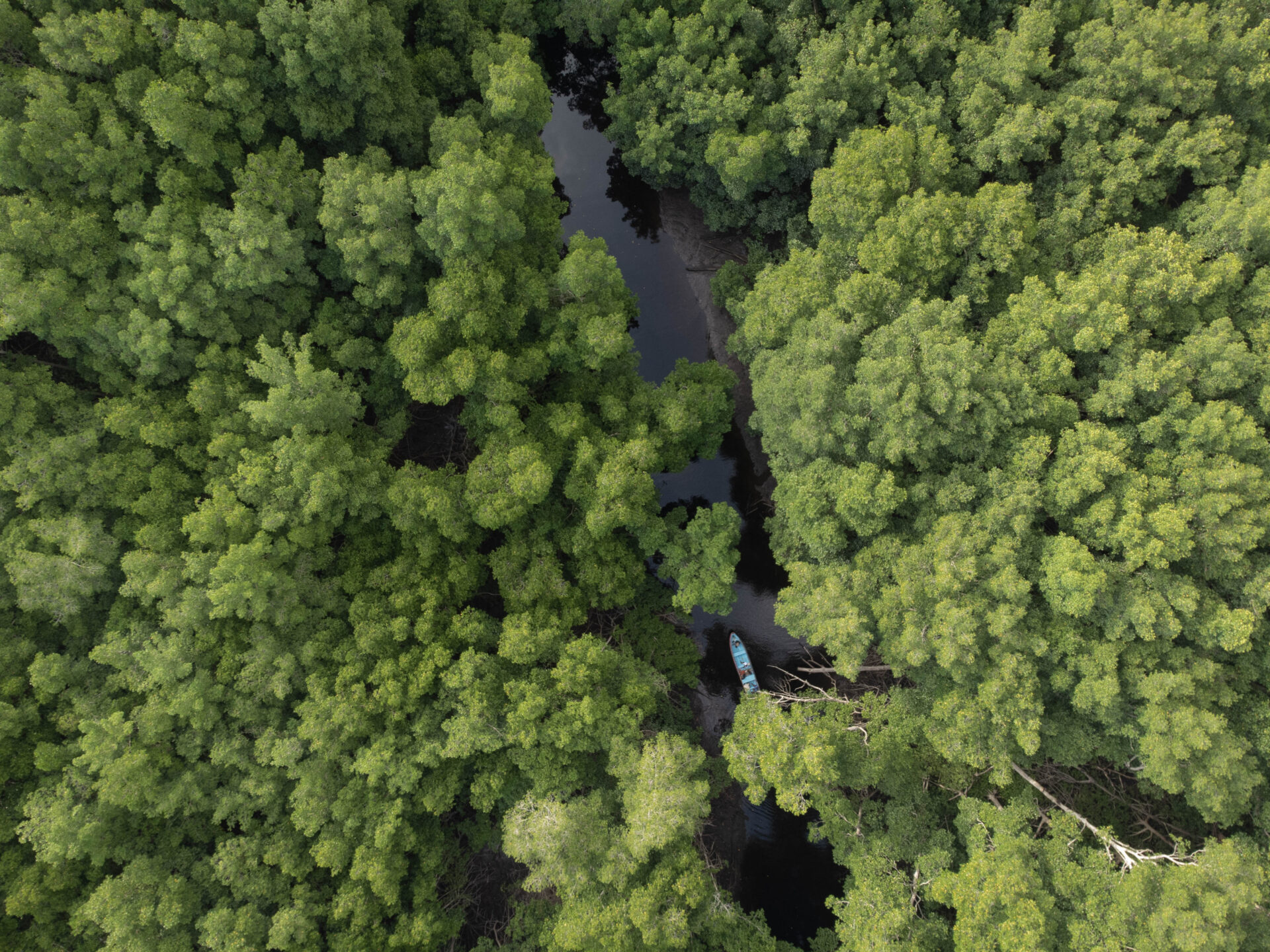 Manglares, abejas y comunidades: el modelo que busca proteger ecosistemas costeros en El Salvador y Costa Rica