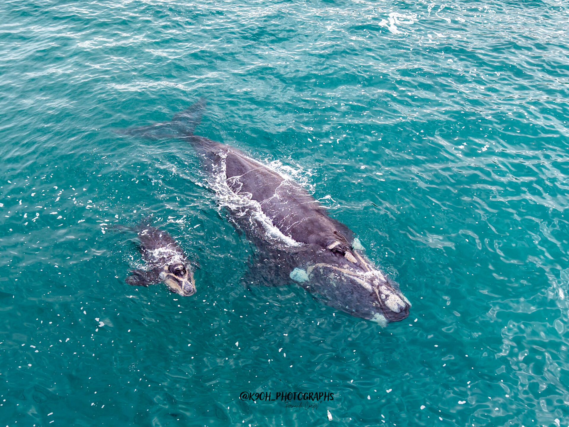 ¡Emocionante avistamiento en Iquique! Registran a ballena franca austral junto a su cría en Caleta Los Verdes