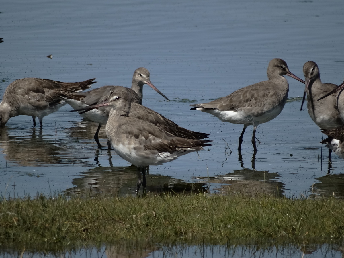 México, Ecuador y Chile: desde lo local a la ruta migratoria para la conservación de aves playeras