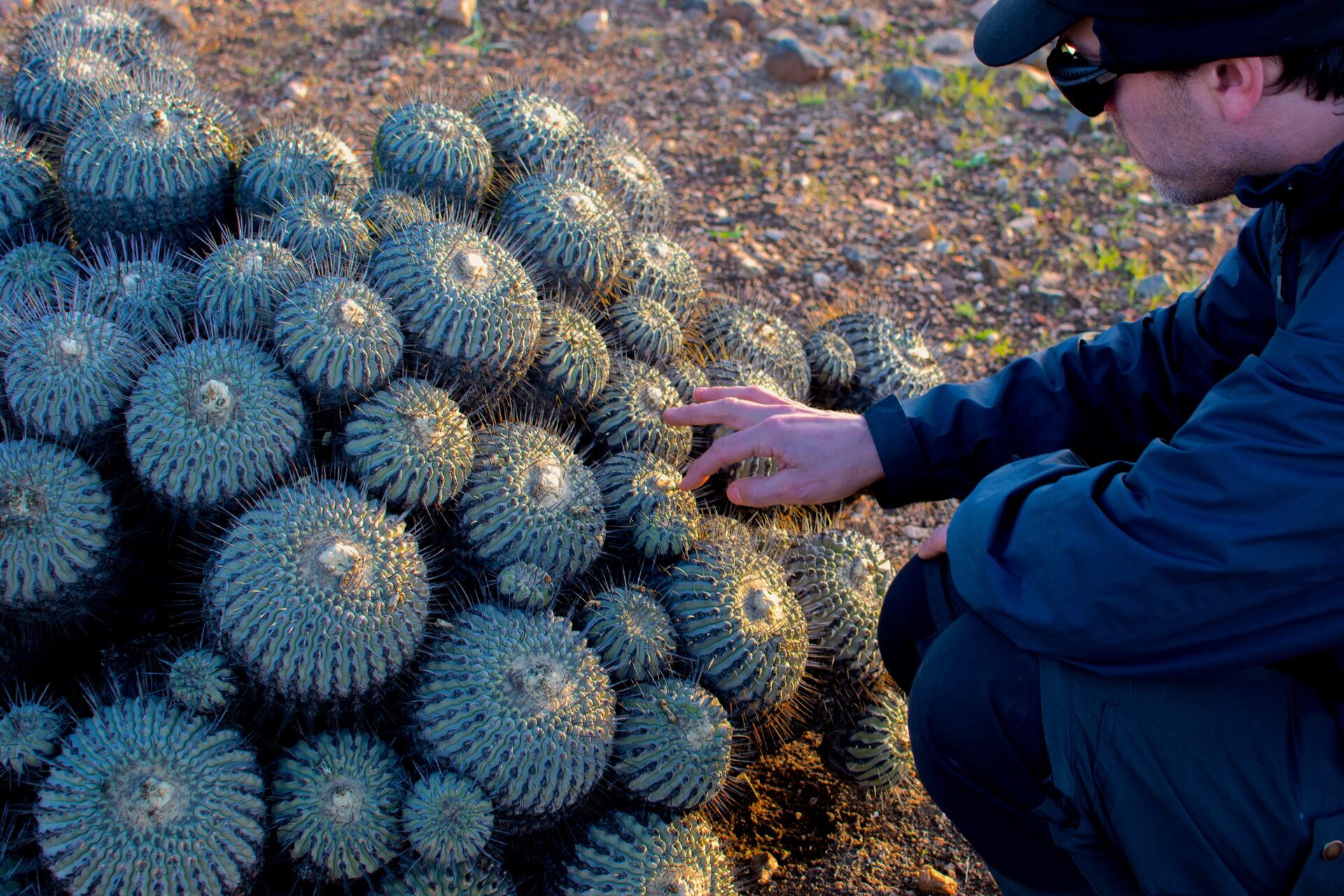 Cactáceas de América: esfuerzos de conservación que cruzan fronteras